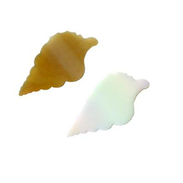 Precut Conch Sea Shell COE90