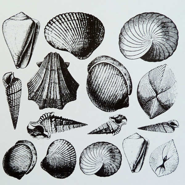 Sea Shells Decal Sheet