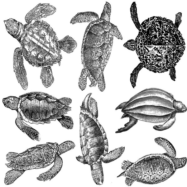 Sea Turtles Decal Sheet | Art Glass Supplies - Decals