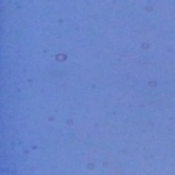 Wissmach Glass Cornflower Blue Transparent, 3mm COE96