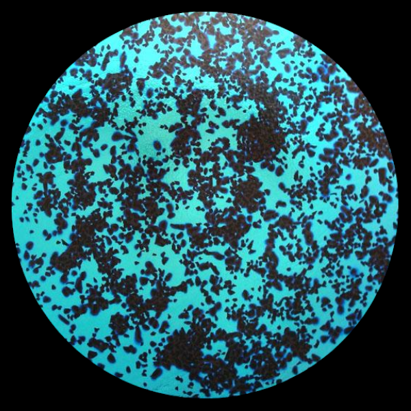 CBS Dichroic Coating Red/ Silver Blue Splatter Pattern on Thin Black Glass COE90