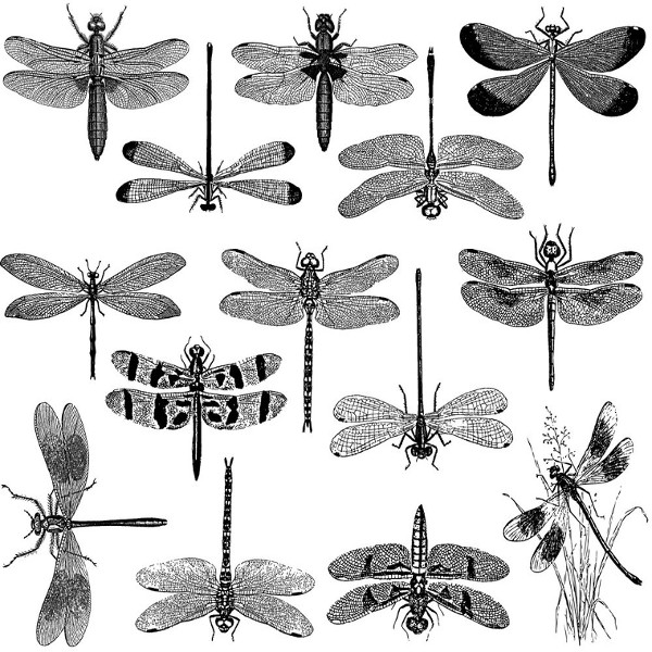 Dragonflies Decal Sheet