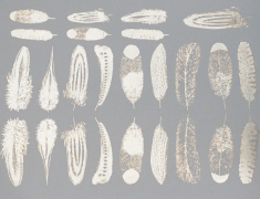 Small Feathers Decal Sheet
