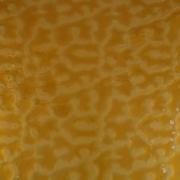 Wissmach Glass Butterscotch Flemish Texture, 3mm, Non-Fusible